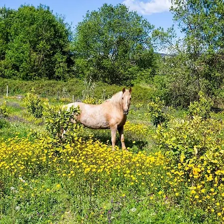 Casa de Férias Romantic Lemon Grove With Private Pool - Oporto Lemon Farm, Near Porto *