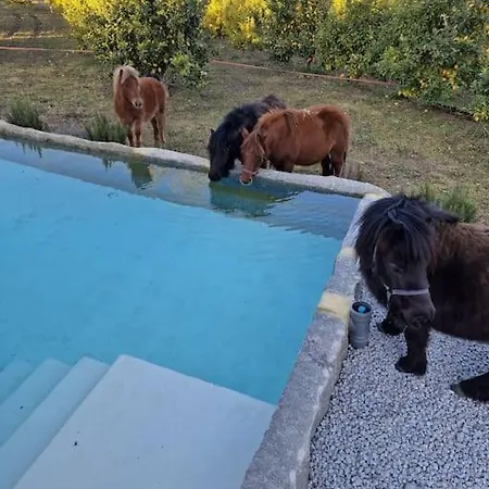 Romantic Lemon Grove With Private Pool - Oporto Lemon Farm, Near Porto Casa de Férias Valpedre