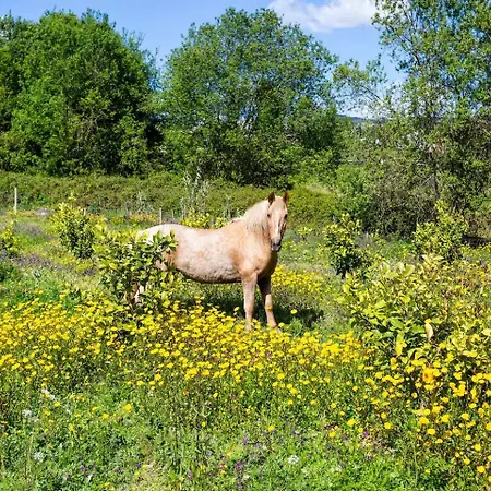 Casa de Férias Romantic Lemon Grove With Private Pool - Oporto Lemon Farm, Near Porto Valpedre