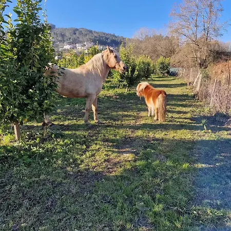 Romantic Lemon Grove With Private Pool - Oporto Lemon Farm, Near Porto
