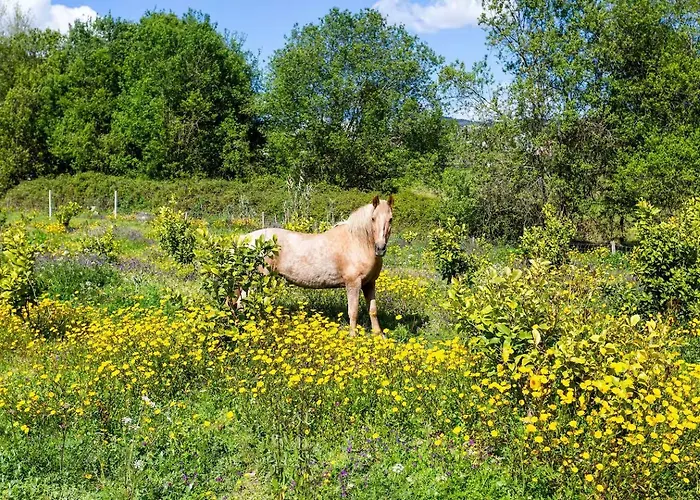 Casa vacanze Romantic Lemon Grove With Private Pool - Oporto Lemon Farm, Near Porto Valpedre