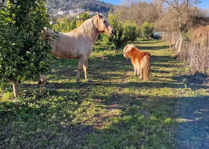Romantic Lemon Grove With Private Pool - Oporto Lemon Farm, Near Porto
